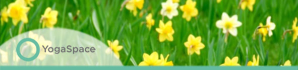 YogaSpace Bristol daffodils in Spring and joy is abundant